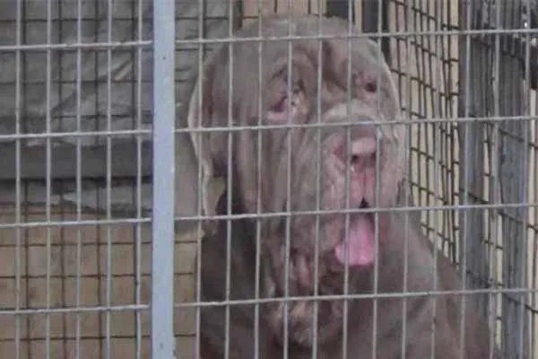 dog 1